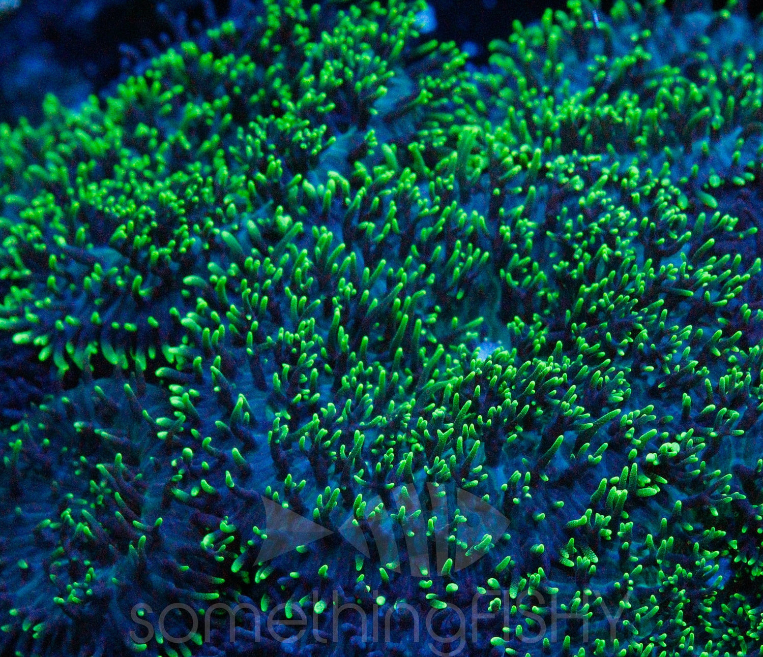 Neon Green Hairy Mushroom
