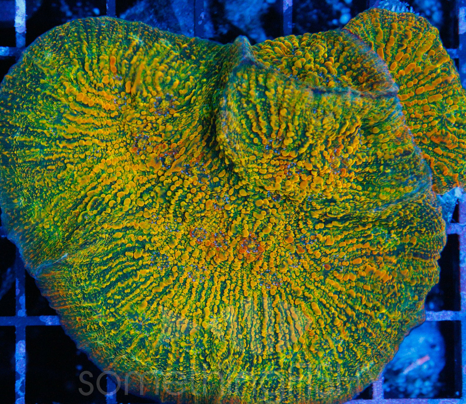 Stellaria Chalice Coral