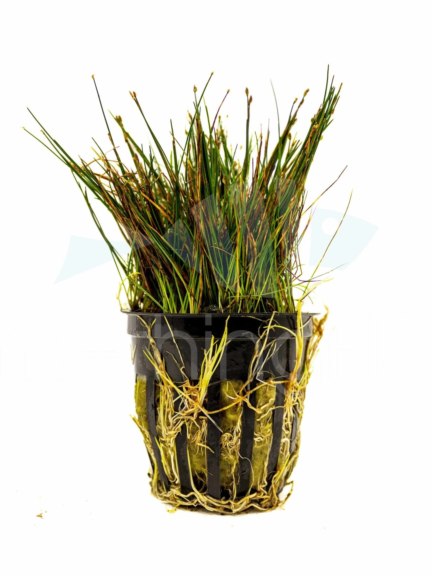 Dwarf Hairgrass Plant Pot