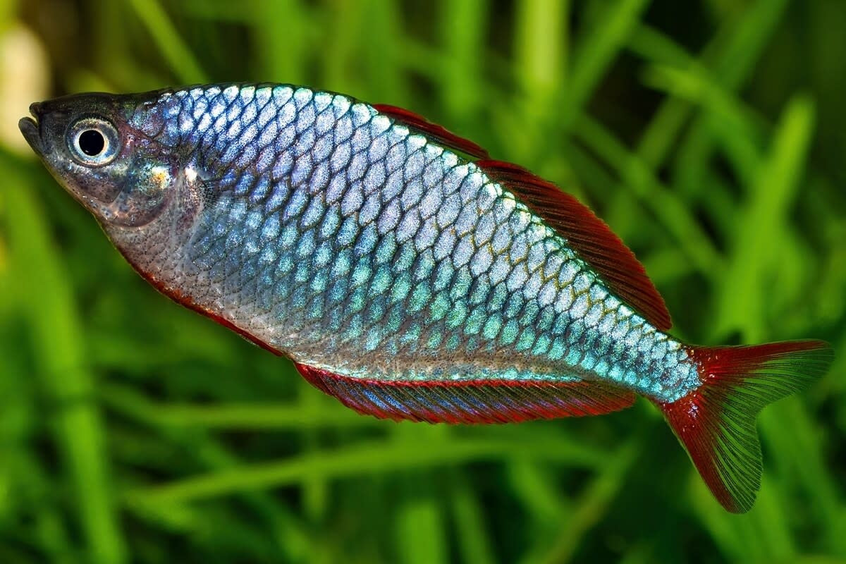 Neon Dwarf Rainbowfish