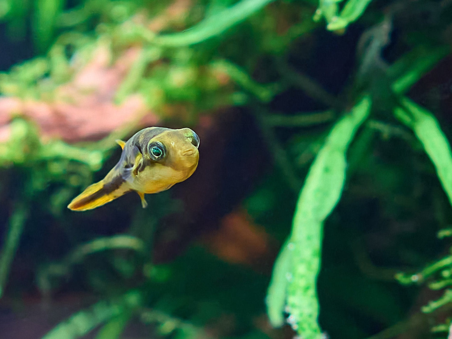 Pea Puffer