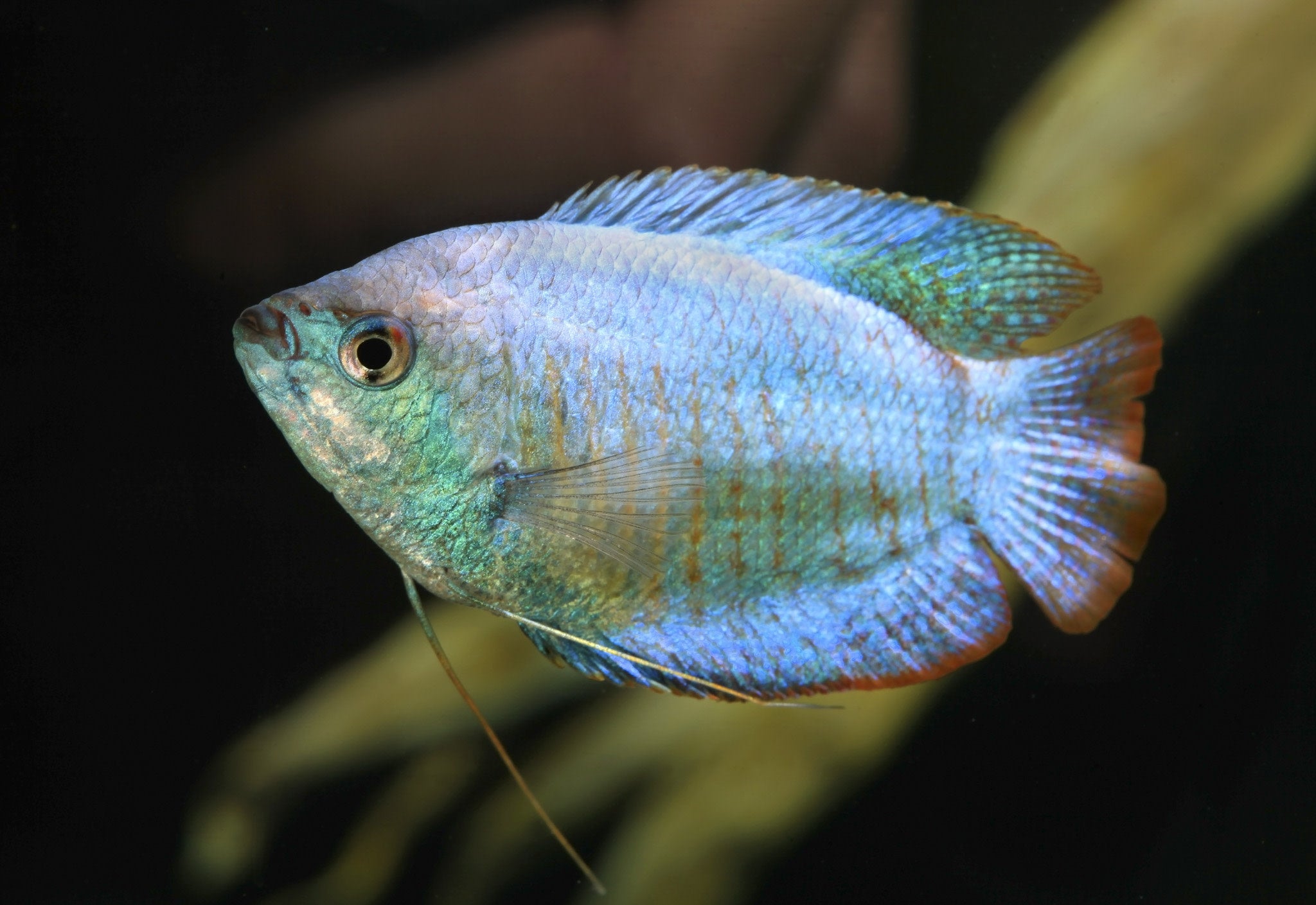 Powder Blue Dwarf Gourami – SomethingFishyLLC