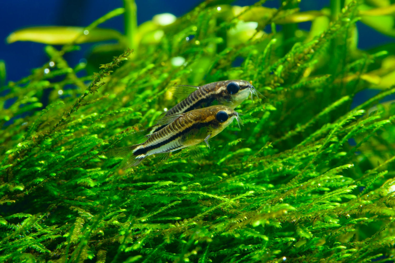 Corydoras Pygmaeus