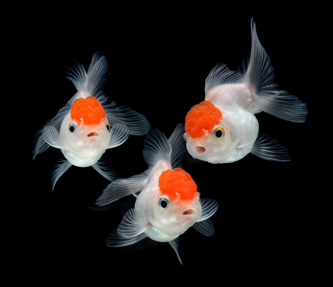 Red Cap Oranda – SomethingFishyLLC
