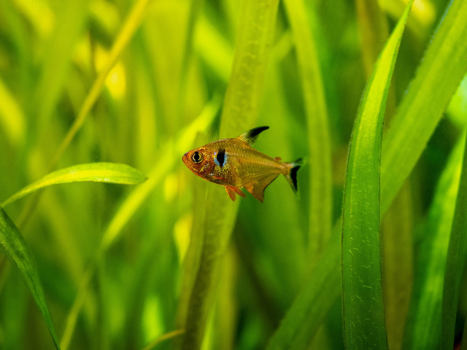 Red Phantom Tetra