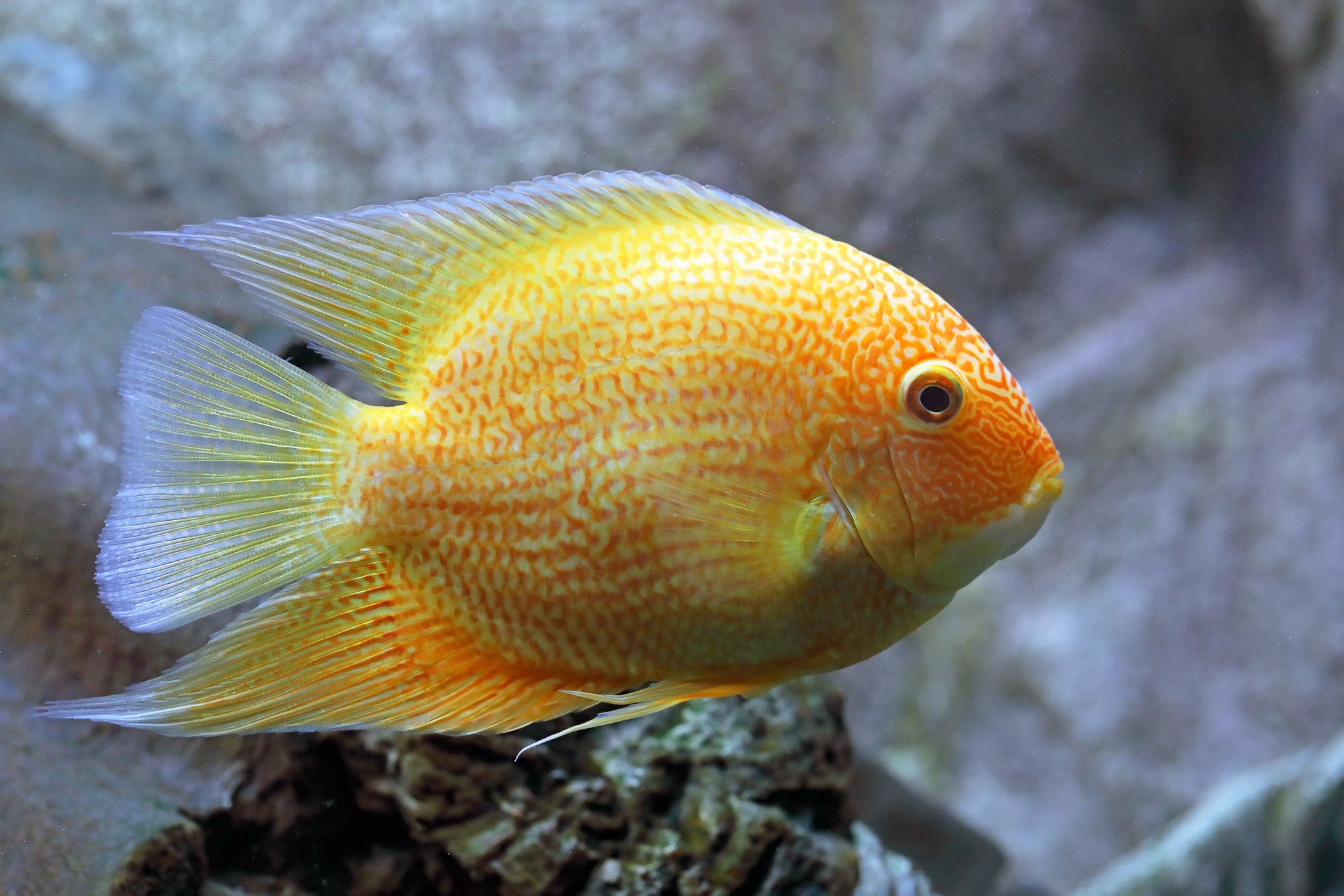 Red Spot Gold Severum Cichlid – SomethingFishyLLC