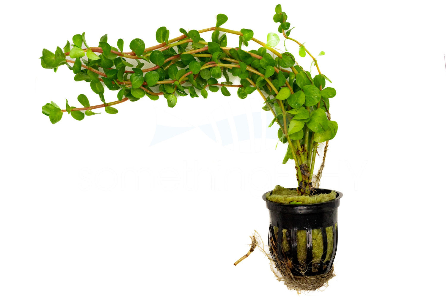 Rotala Indica Plant Pot