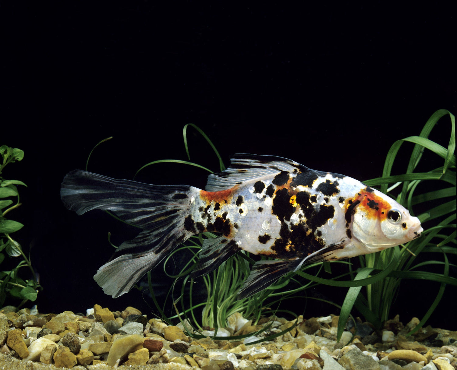 Shubunkin Calico goldfish 5