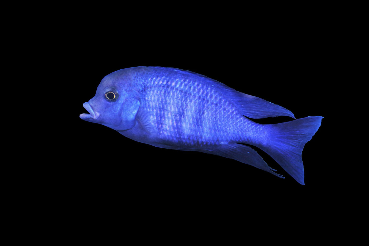 Cyr. Moorii Dolphin Cichlid