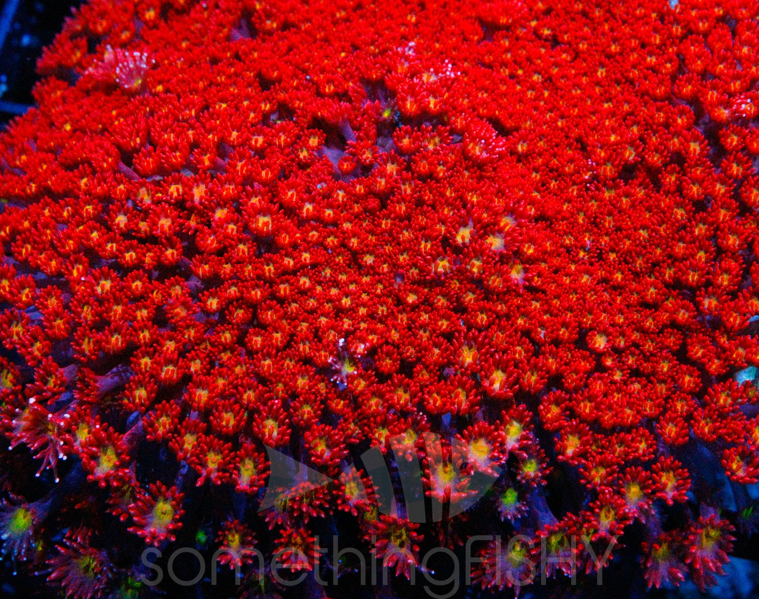 Red/Yellow Center Short Polyp Goni
