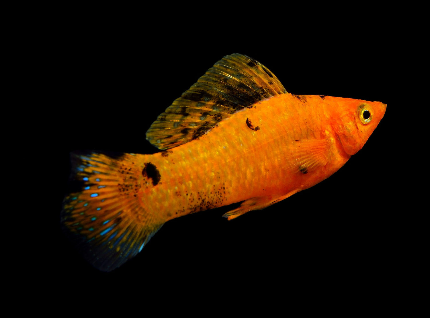 Sunset Sailfin Molly