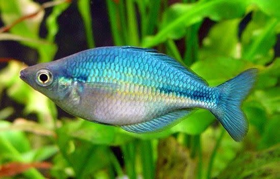 Turquoise Color Fish Turquoise Rainbowfish 2