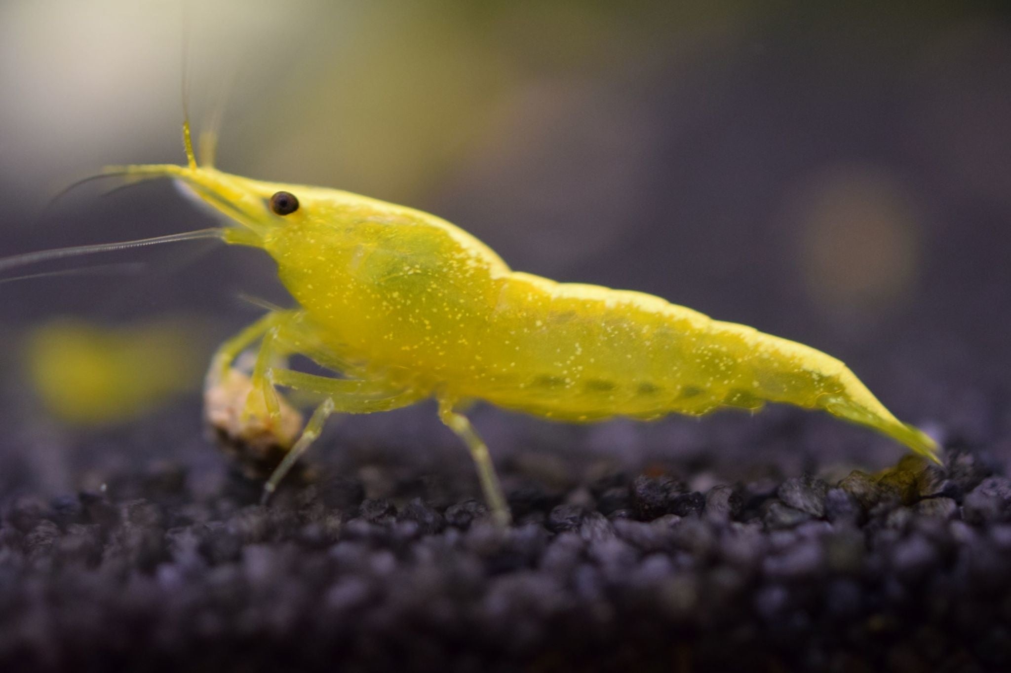 Yellow Fire Shrimp – SomethingFishyLLC