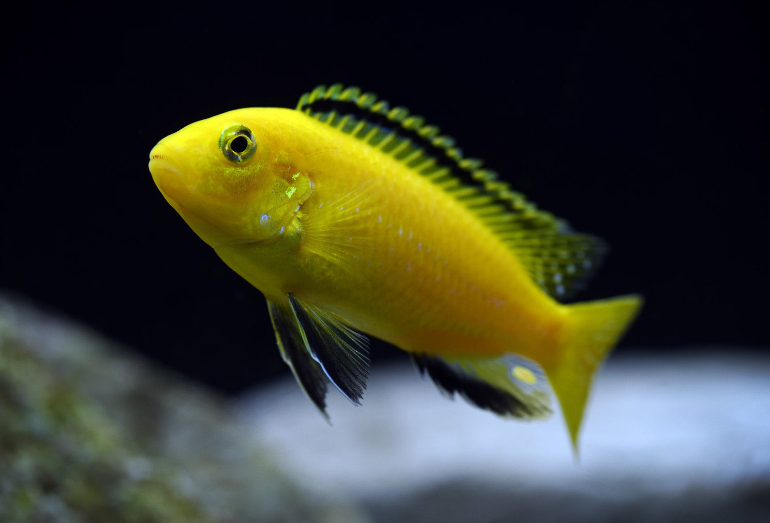Labidochromis Caeruleus Yellow Lab Cichlid