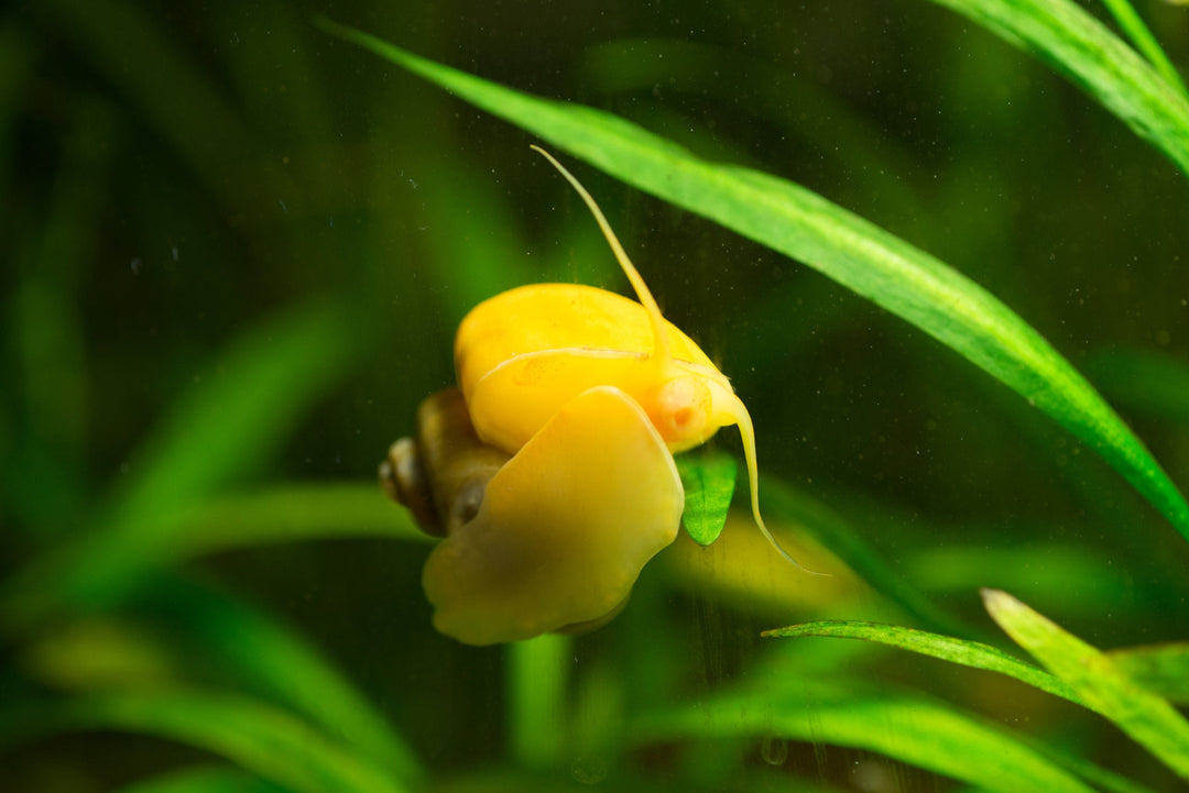 Freshwater Inverts – SomethingFishyLLC