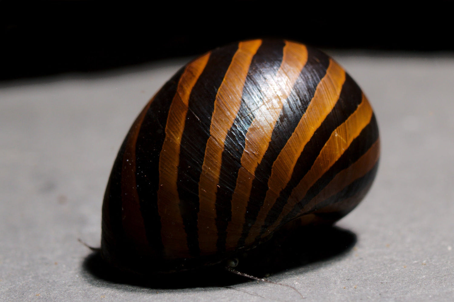 Zebra Nerite Snail